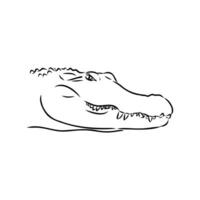 crocodile vector sketch