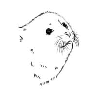 seal vector sketch