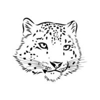 nieve leopardo vector bosquejo