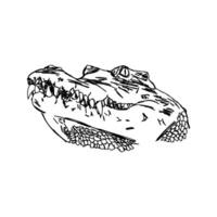 crocodile vector sketch