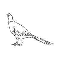 pheasant vector sketch