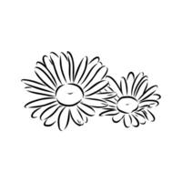 daisy flower vector sketch