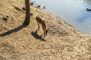 Shot of the deers in the forest. Animals photo