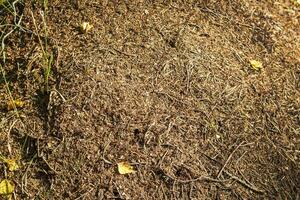 Close up shot of the anthill. Nature photo