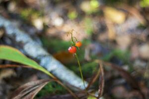 Close up shot of the soil surface in the forest. Nature photo