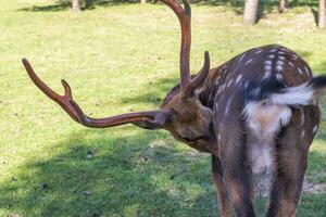 Shot of the deers in the forest. Animals photo