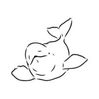 beluga whale vector sketch