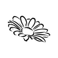 daisy flower vector sketch