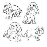 cavalier king charles dog vector sketch