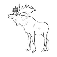 moose vector sketch