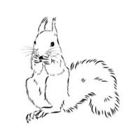 squirrel vector sketch