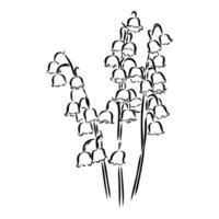 lily of the valley vector sketch