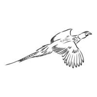 pheasant vector sketch