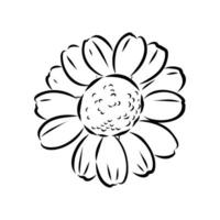 daisy flower vector sketch