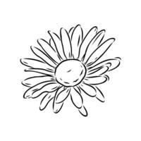 daisy flower vector sketch