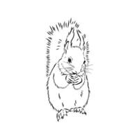 squirrel vector sketch