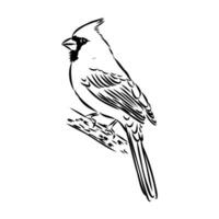 cardinal bird vector sketch