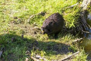 Shot of the muskrat by the bank of the river. Animals photo