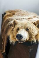 Shot of the skin of the bear in the hunting room of the house. Hunting photo