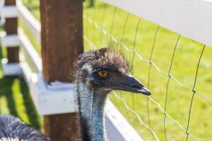 Close up shot of the emu ostrich in the zoo. Animals photo