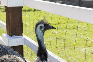 Close up shot of the emu ostrich in the zoo. Animals photo