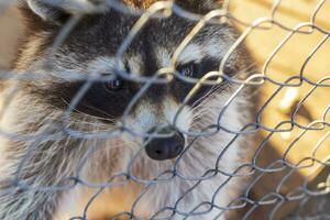 cerca arriba Disparo de el mapache en el jaula en el zoo. animal foto