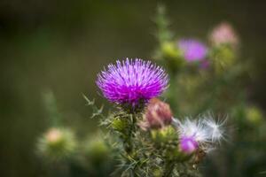 Close up shot carduus acanthoides plant. Nature photo