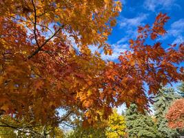 Shot of the colorful autumn trees. Season photo