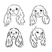 cavalier king charles dog vector sketch