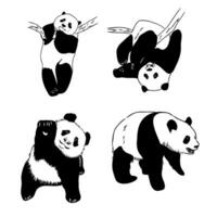 panda bear vector sketch