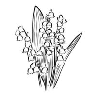 lily of the valley vector sketch