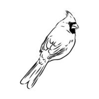 cardinal bird vector sketch