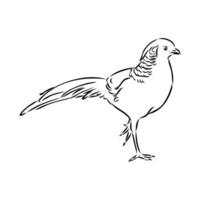 pheasant vector sketch