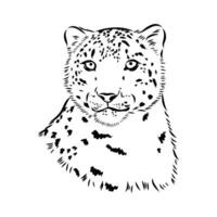 nieve leopardo vector bosquejo