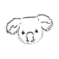 dibujo vectorial de koala vector