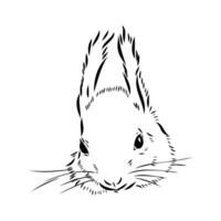 squirrel vector sketch