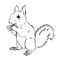 squirrel vector sketch