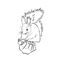 squirrel vector sketch