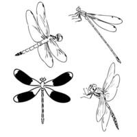 dragonfly vector sketch