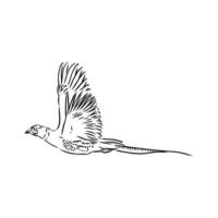 pheasant vector sketch