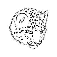 nieve leopardo vector bosquejo