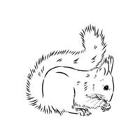 squirrel vector sketch