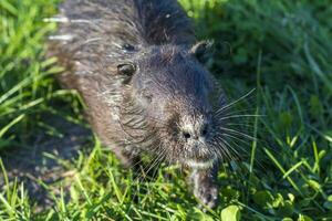 Shot of the muskrat by the bank of the river. Animal photo