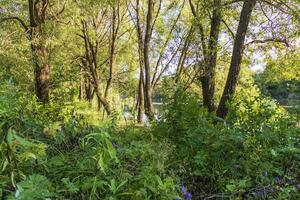 Landscape shot of the pond. Nature photo