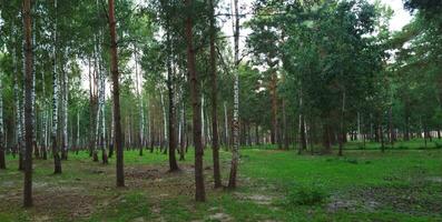 Shot of the big birch trees in the forest. Nature photo