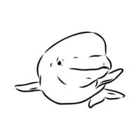 beluga whale vector sketch