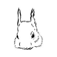 squirrel vector sketch