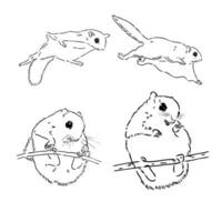 flying squirrel vector sketch