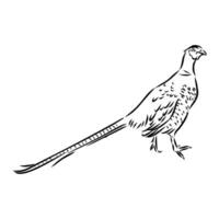 pheasant vector sketch