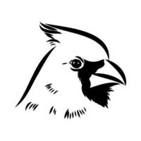 cardinal bird vector sketch